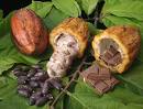 Cacao, what is cacao, cacao tree, cacao chocolate, cacao butter, cocoa, cacao beans, benefits of Cacao, Chocolate tree, Theobroma cacao, treatment for chapped lips