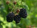Blackberry, Uses of Blackberry, benefits of Blackberry, Rubus fruticosus