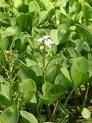 Bogbean, Menyanthes trifoliata, What is Bogbean, Buckbean, Herbs for Digestion, Herbs for Health