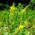 Sweet Clover, Melilot, Melilotus Officinalis, herb